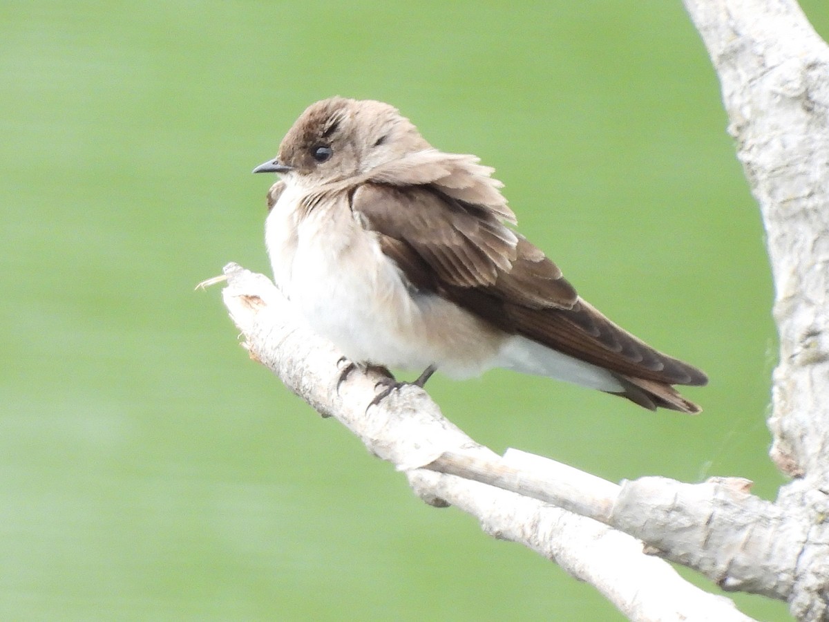 Hirondelle à ailes hérissées - ML634980304