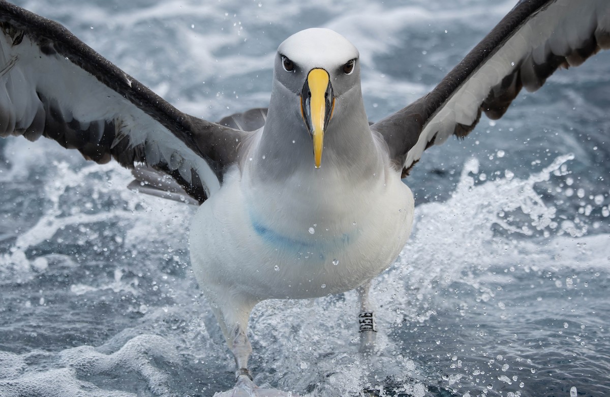 Buller's Albatross - ML634980319