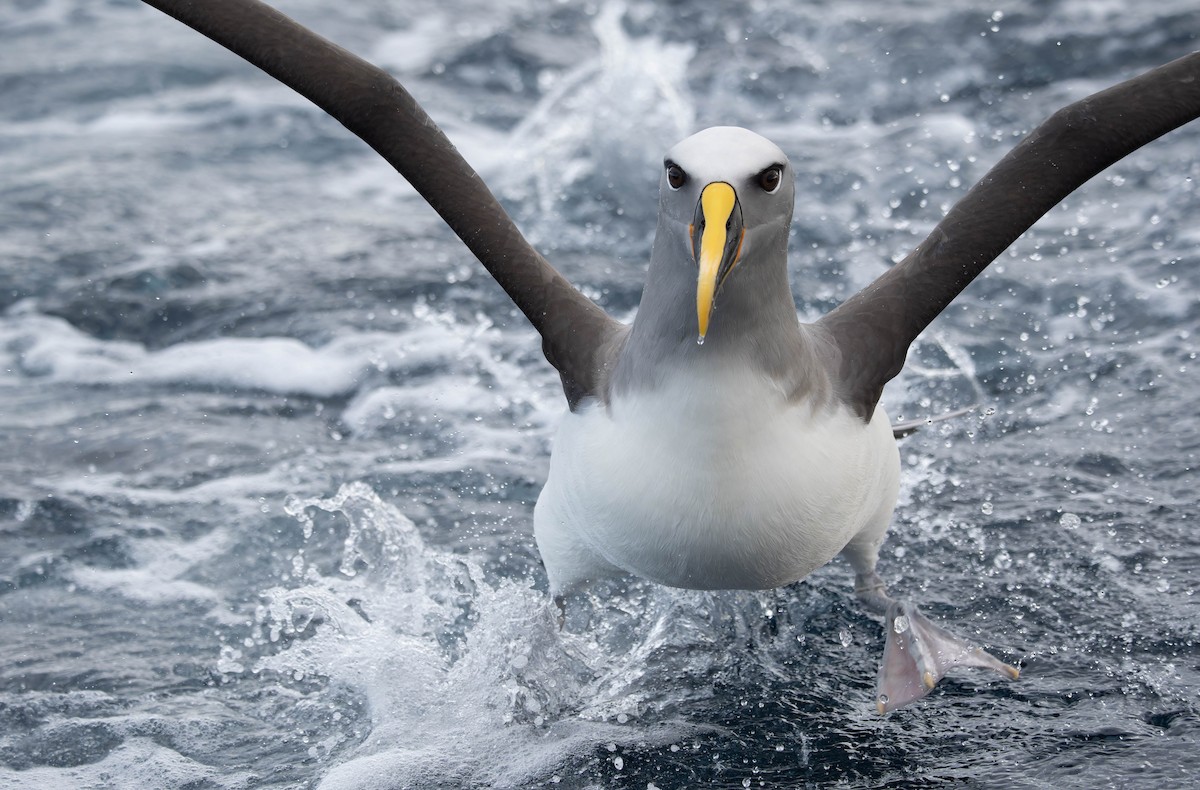 Buller's Albatross - ML634980322