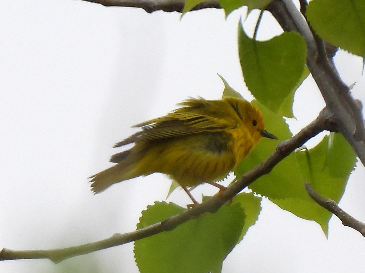 Paruline jaune - ML634980388