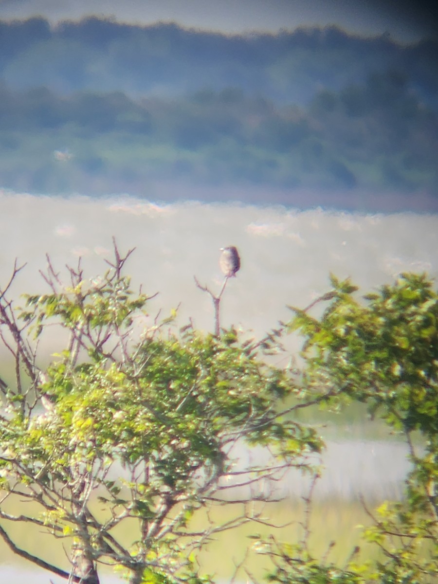 Gray Kingbird - ML634980414