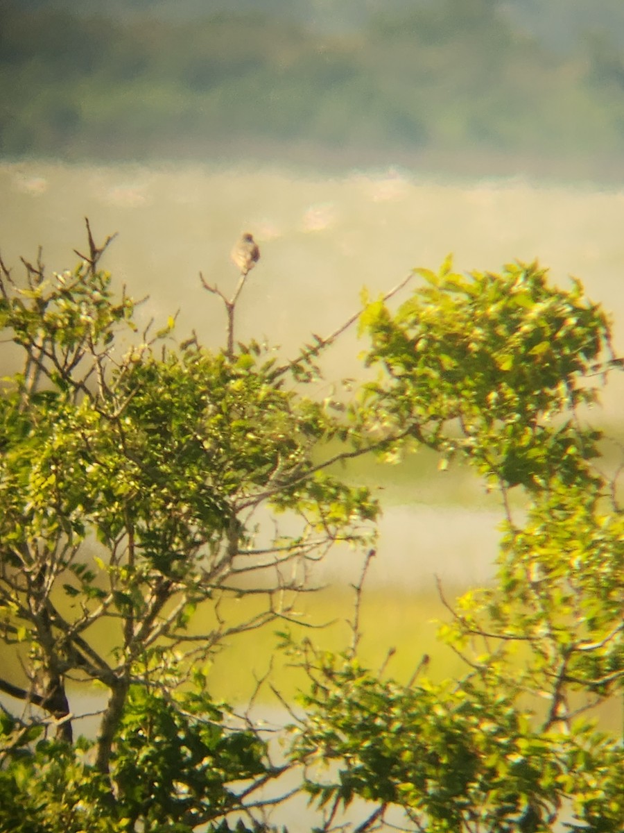 Gray Kingbird - ML634980415