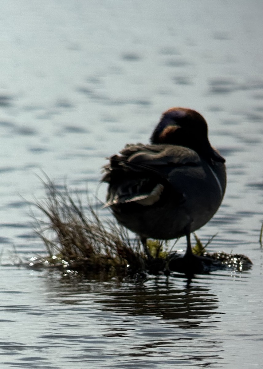 Green-winged Teal - ML634980416