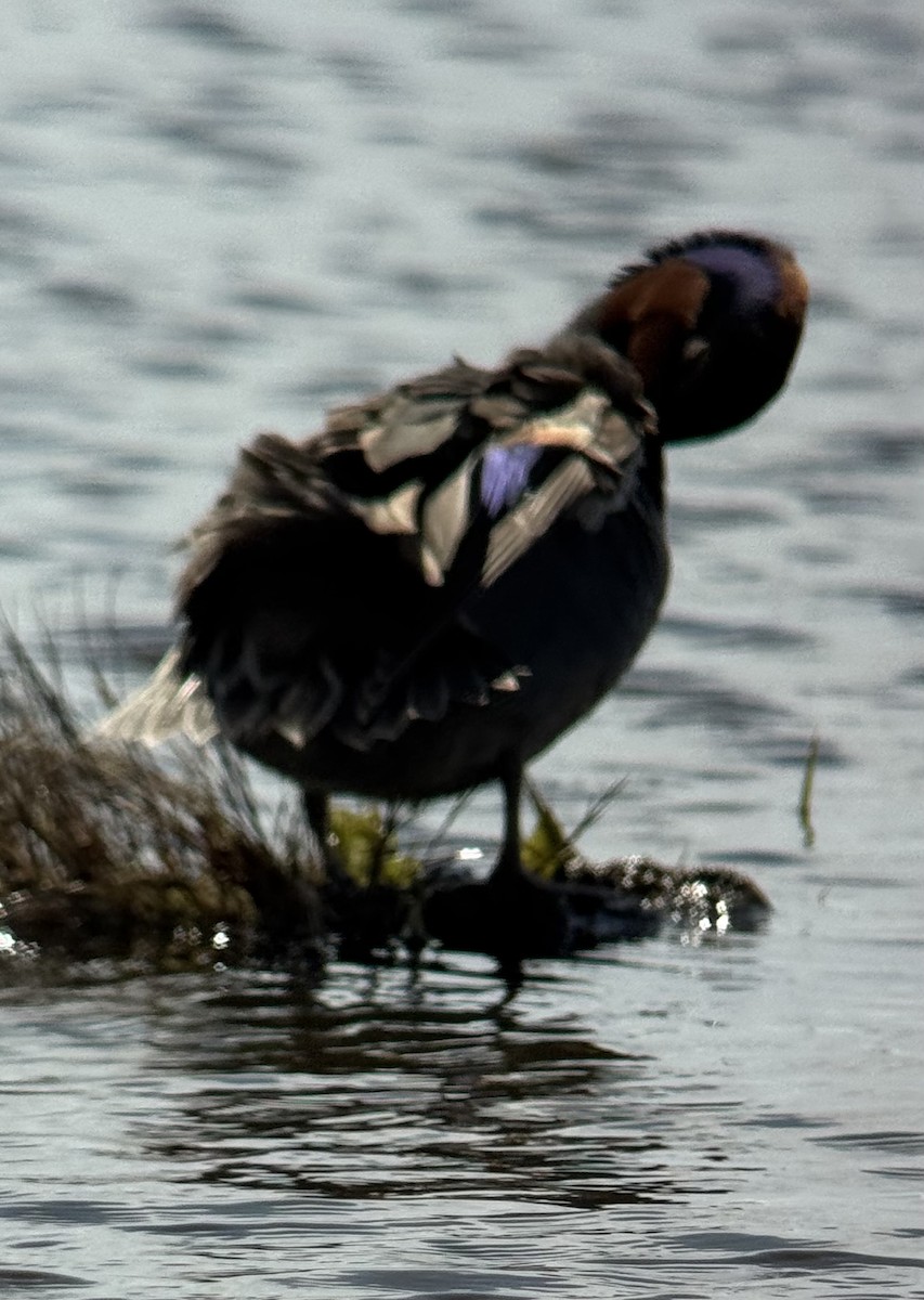 Green-winged Teal - ML634980418