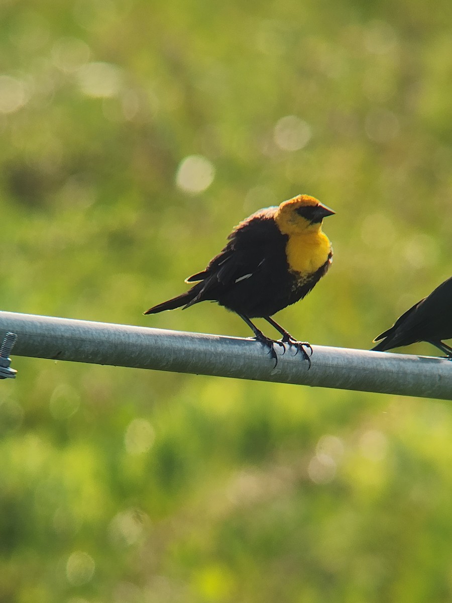 Yellow-headed Blackbird - ML634980440
