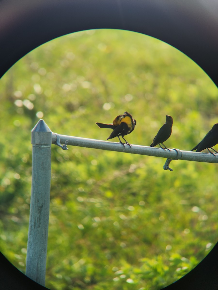 Yellow-headed Blackbird - ML634980441