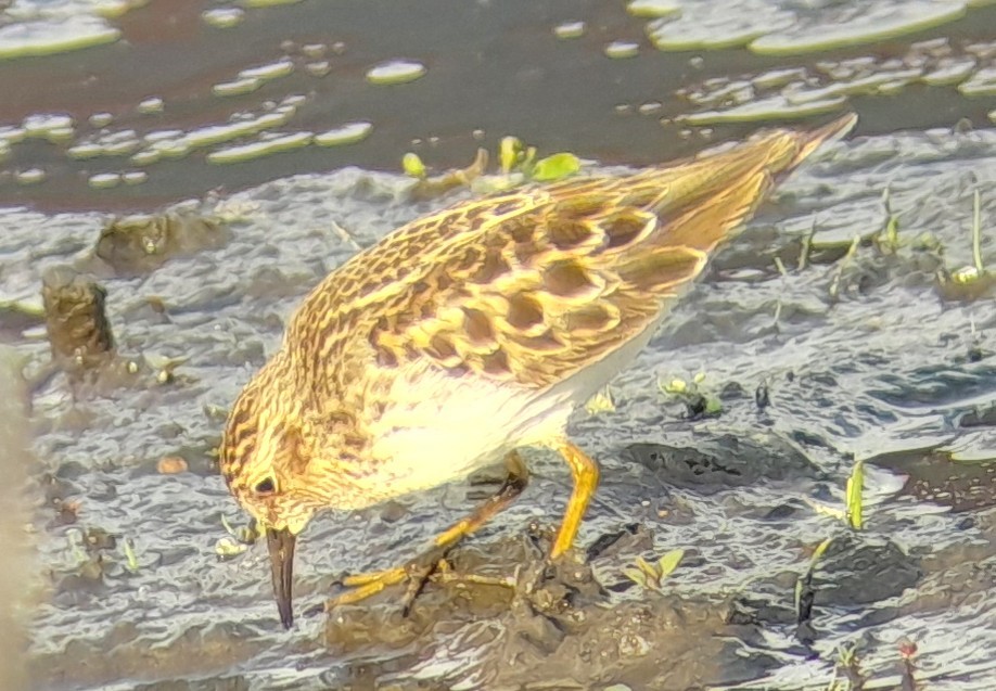 Least Sandpiper - ML634980442