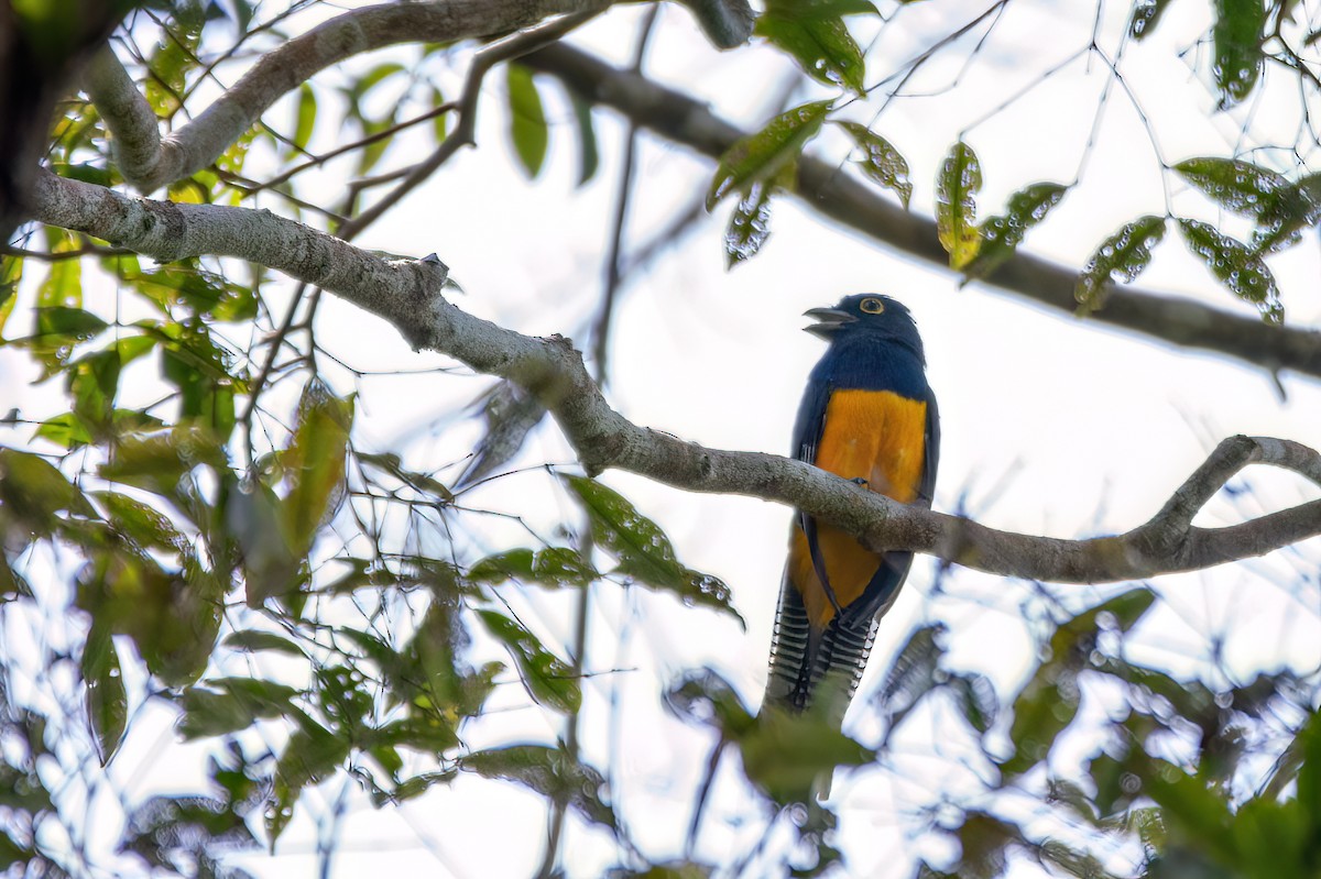 Guianan Trogon - ML634980456