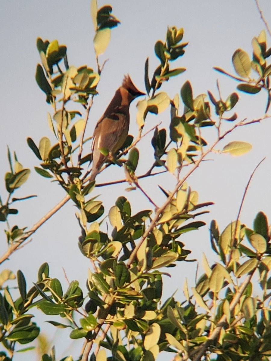Cedar Waxwing - ML634980484