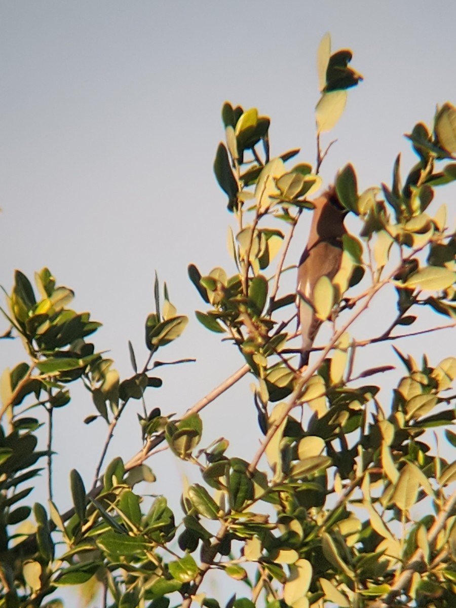 Cedar Waxwing - ML634980485