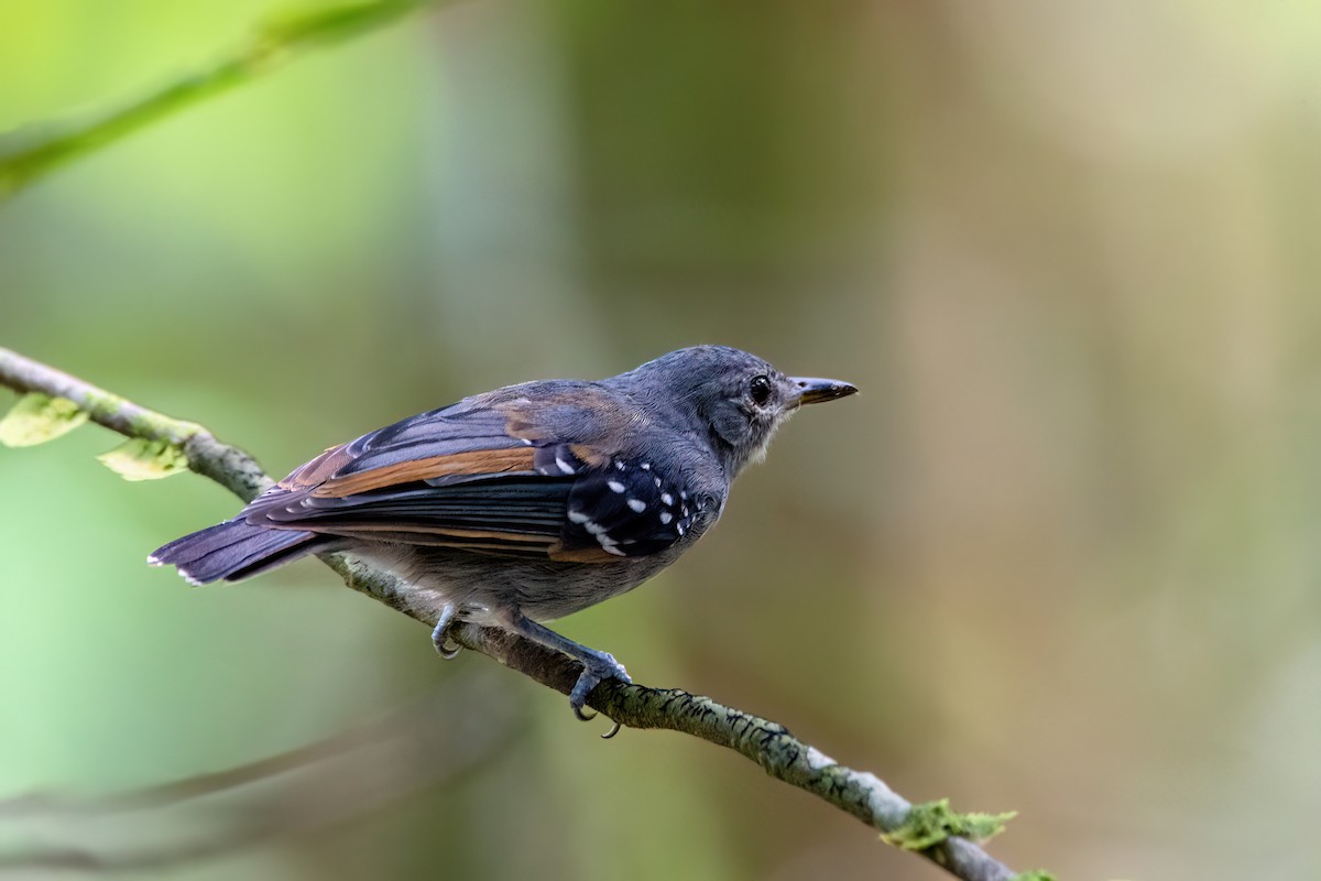 Long-winged Antwren - ML634980501