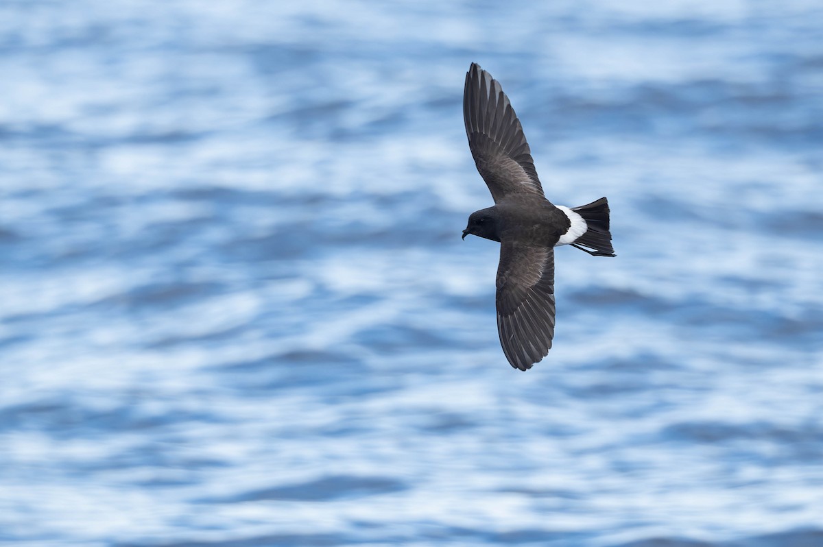 Black-bellied Storm-Petrel - ML634980526