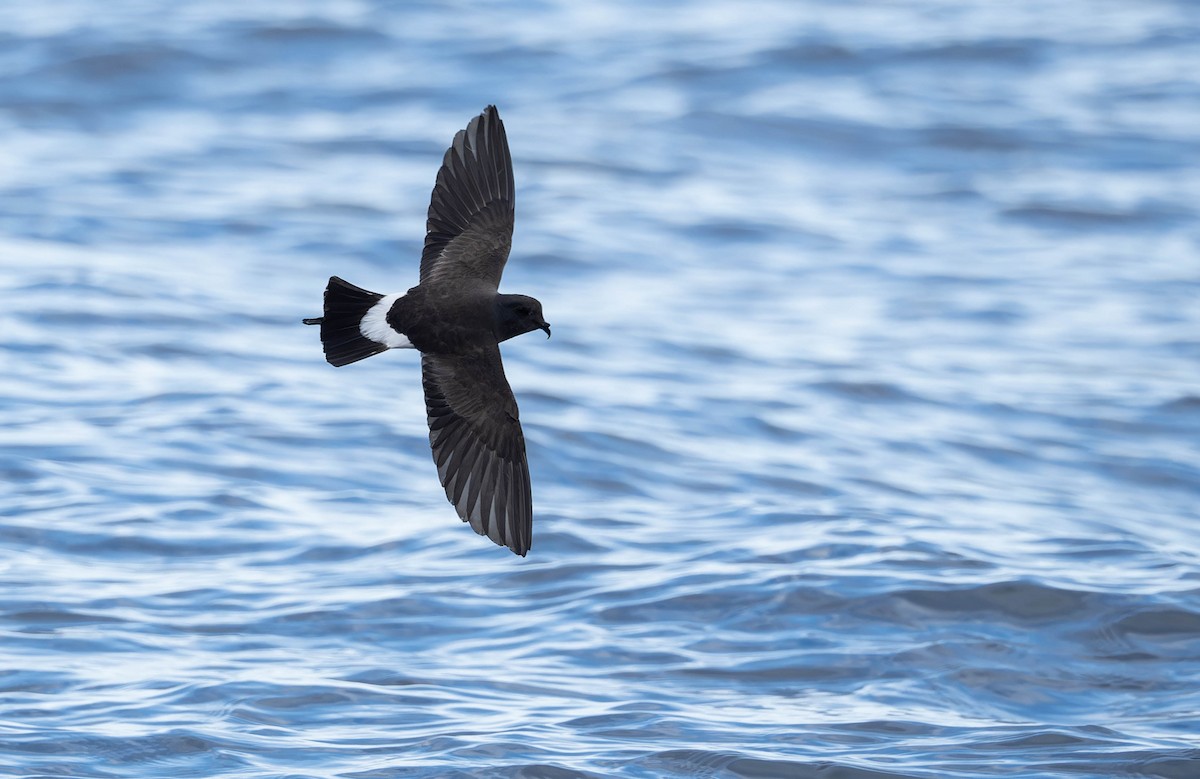 Black-bellied Storm-Petrel - ML634980535