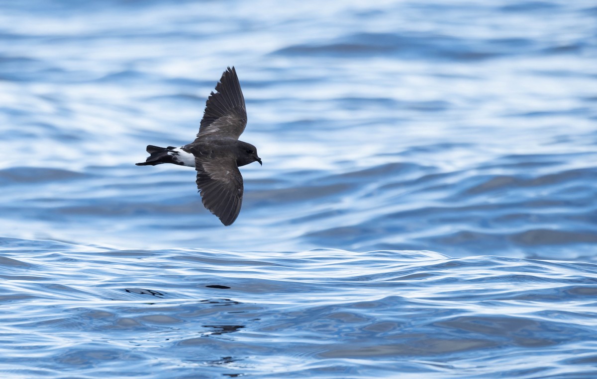 Black-bellied Storm-Petrel - ML634980549