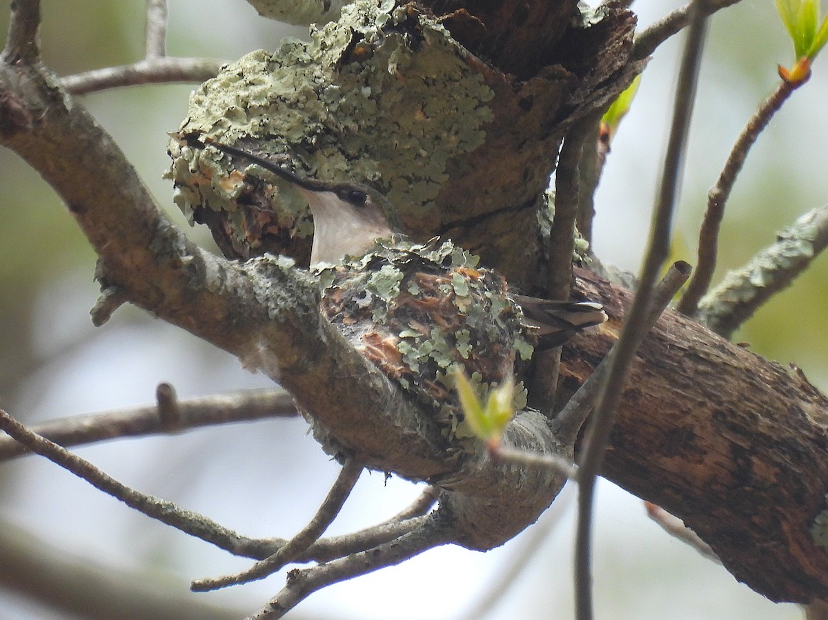 Ruby-throated Hummingbird - ML634980773