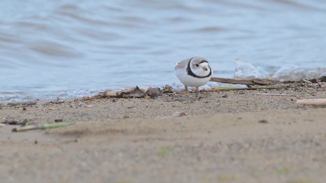Piping Plover - ML634980775