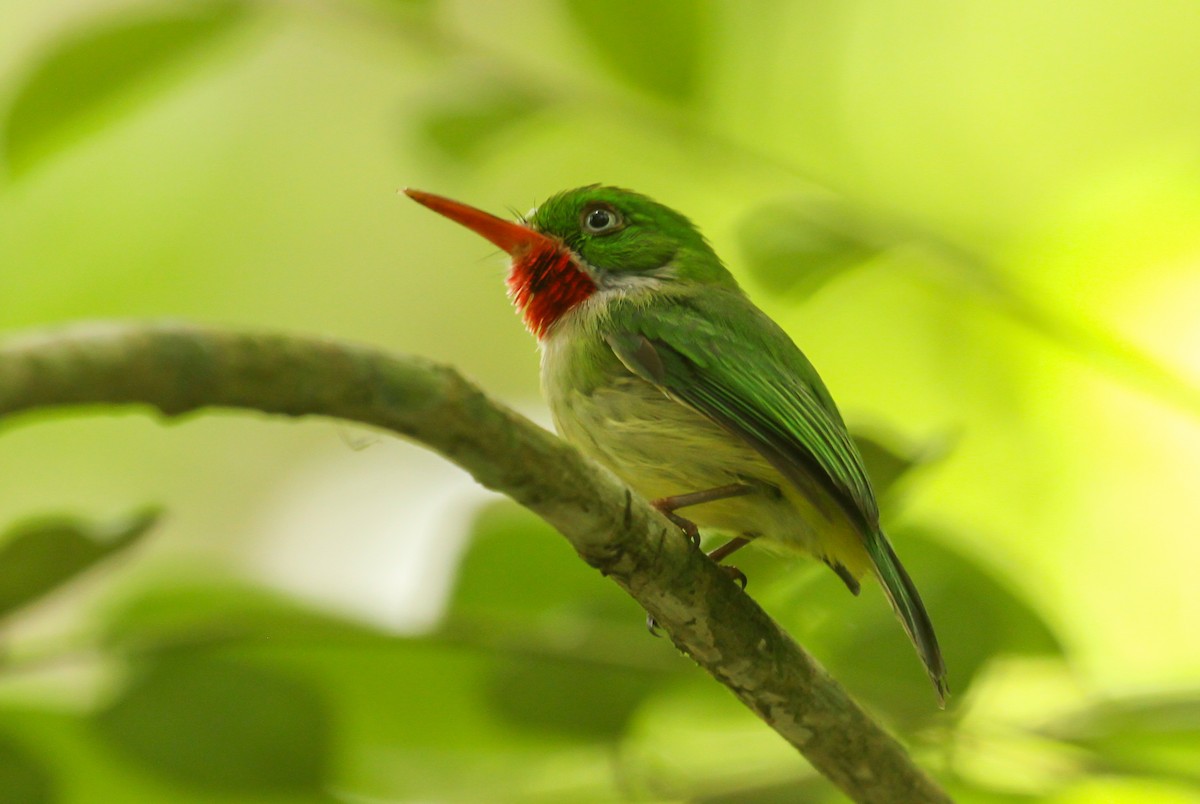 Jamaican Tody - ML634981255