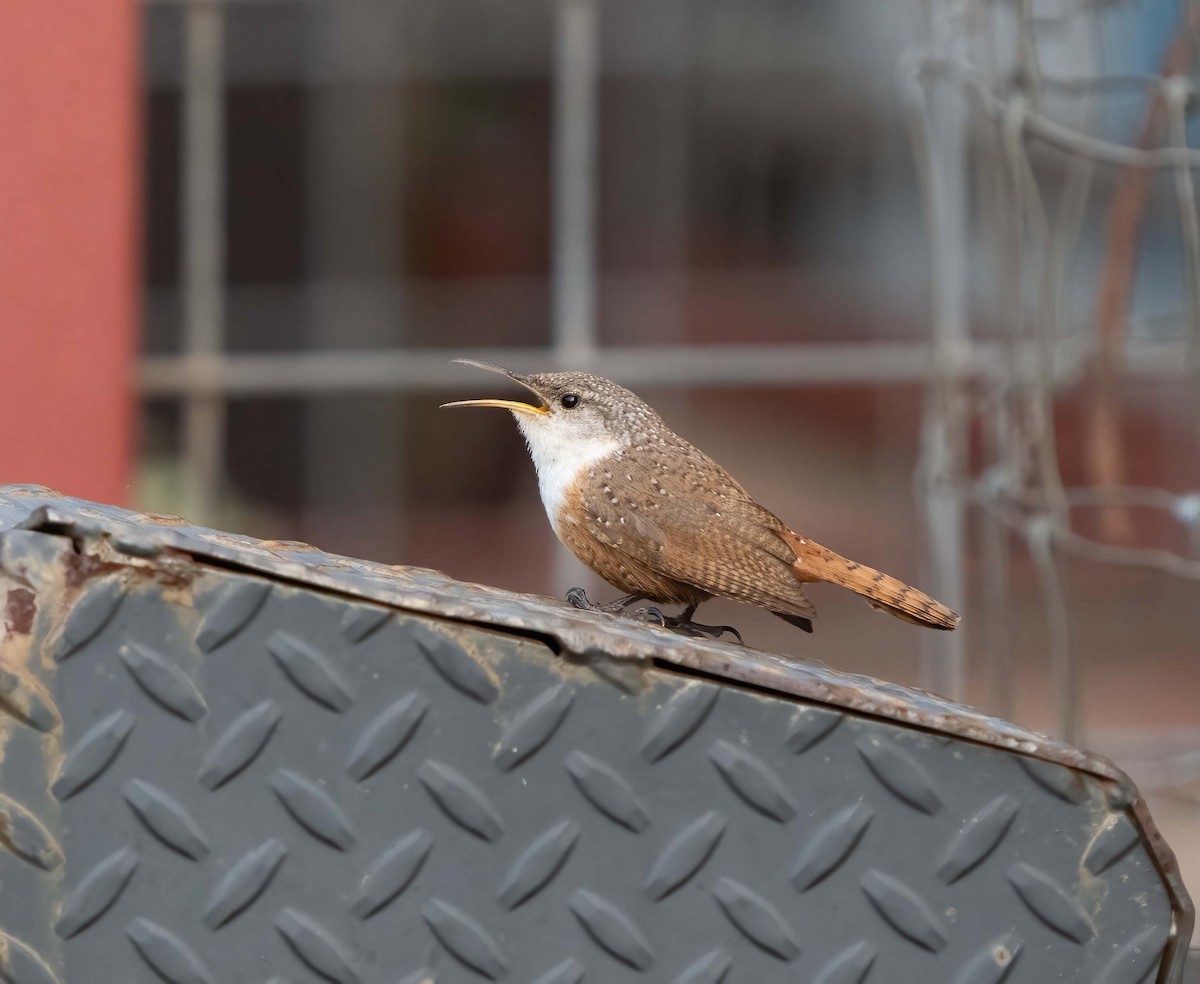 Canyon Wren - ML634981280