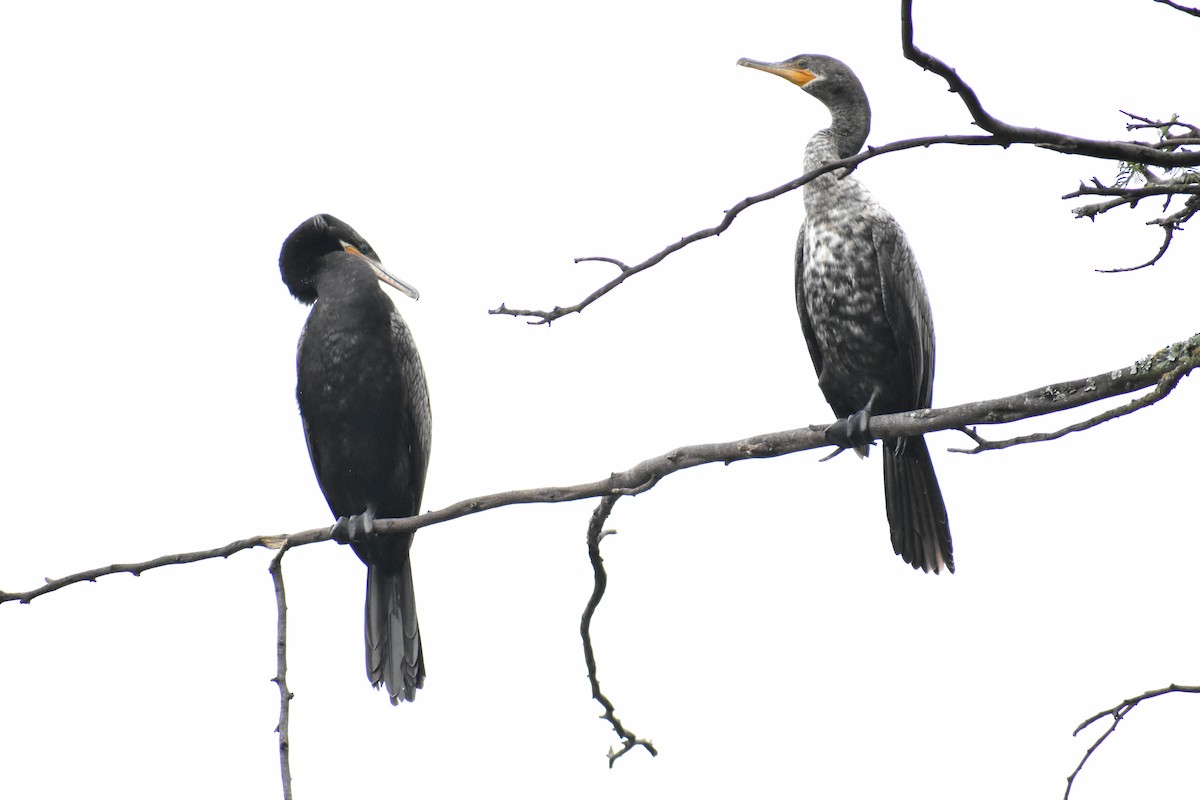 Cormoran vigua - ML634981322