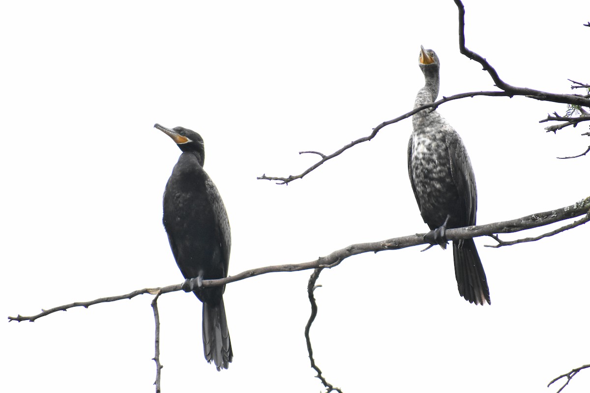 Cormoran vigua - ML634981348