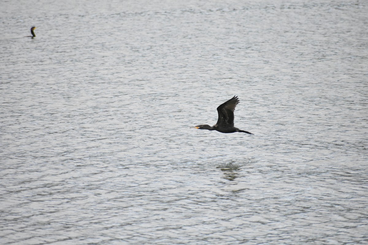 Cormoran vigua - ML634981383