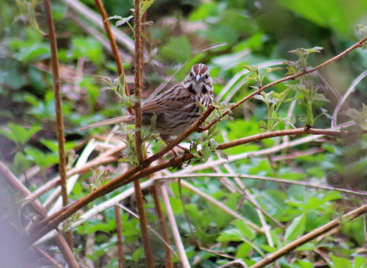 Song Sparrow - ML634981432