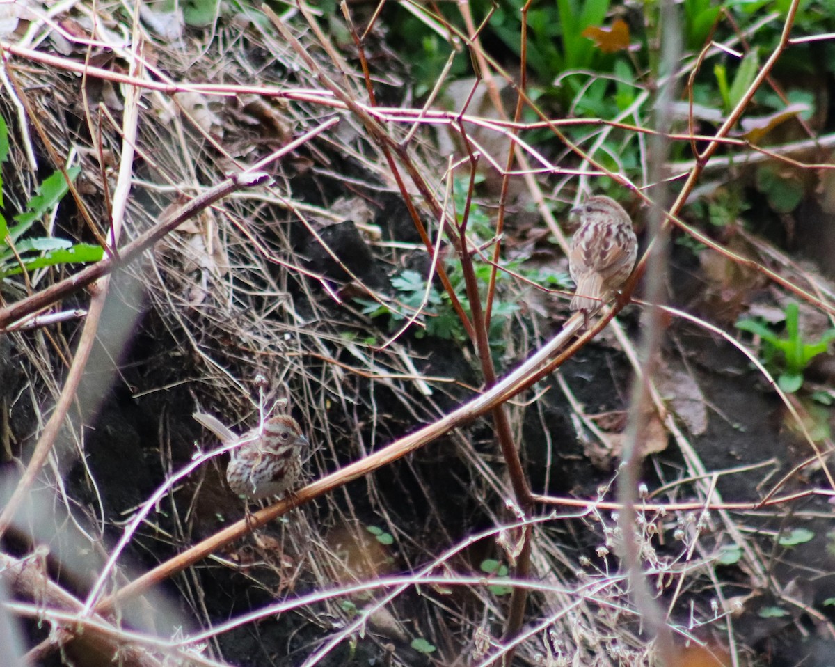 Song Sparrow - ML634981433