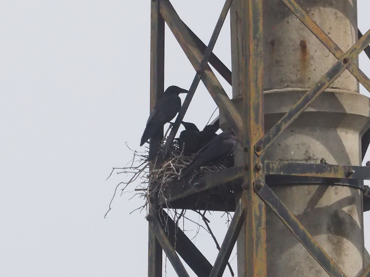 Carrion Crow - ML634981445