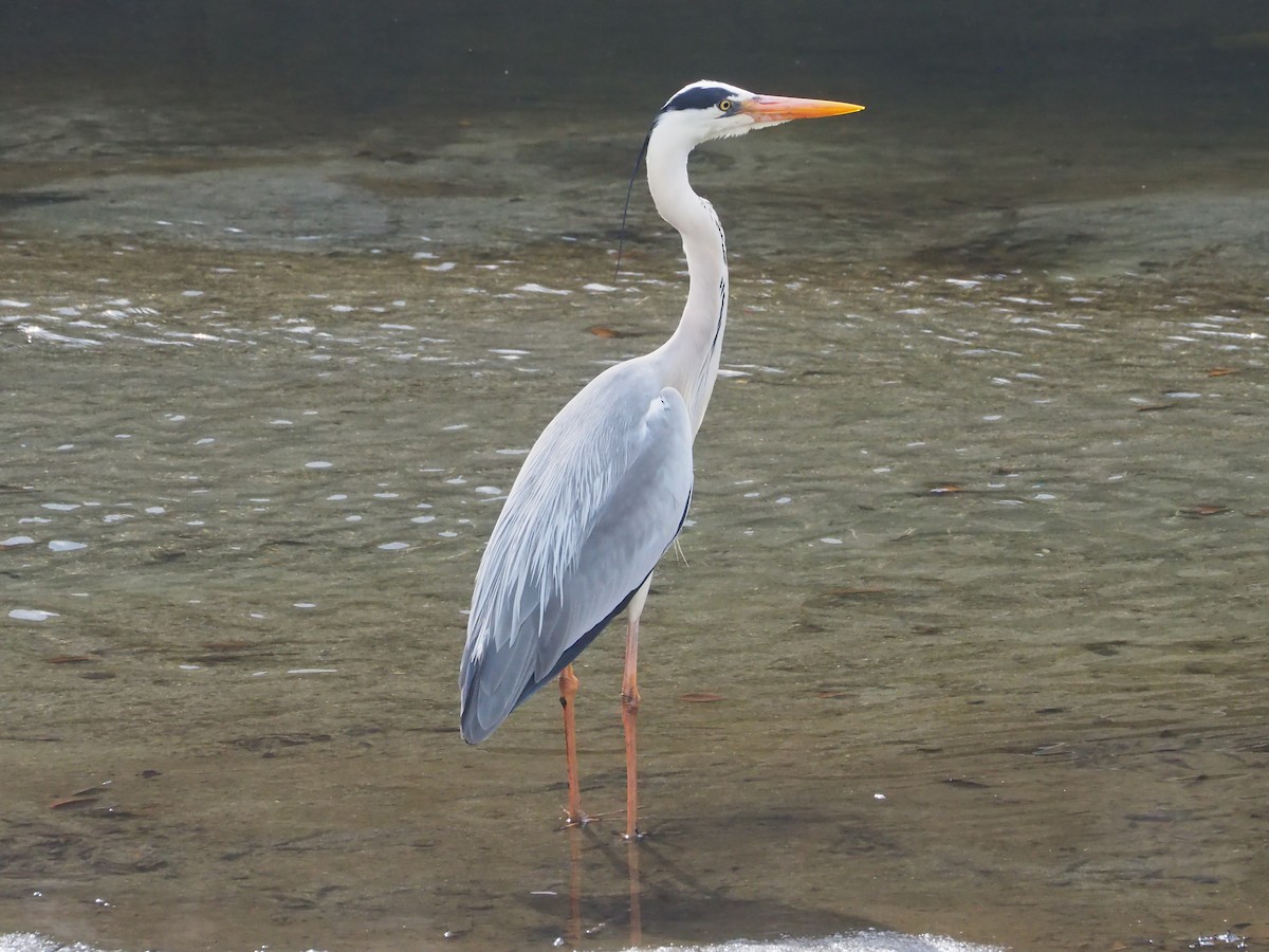 Gray Heron - ML634981460
