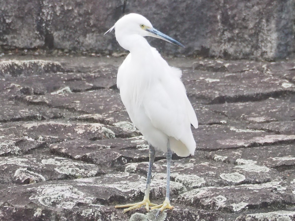 Little Egret - ML634981467