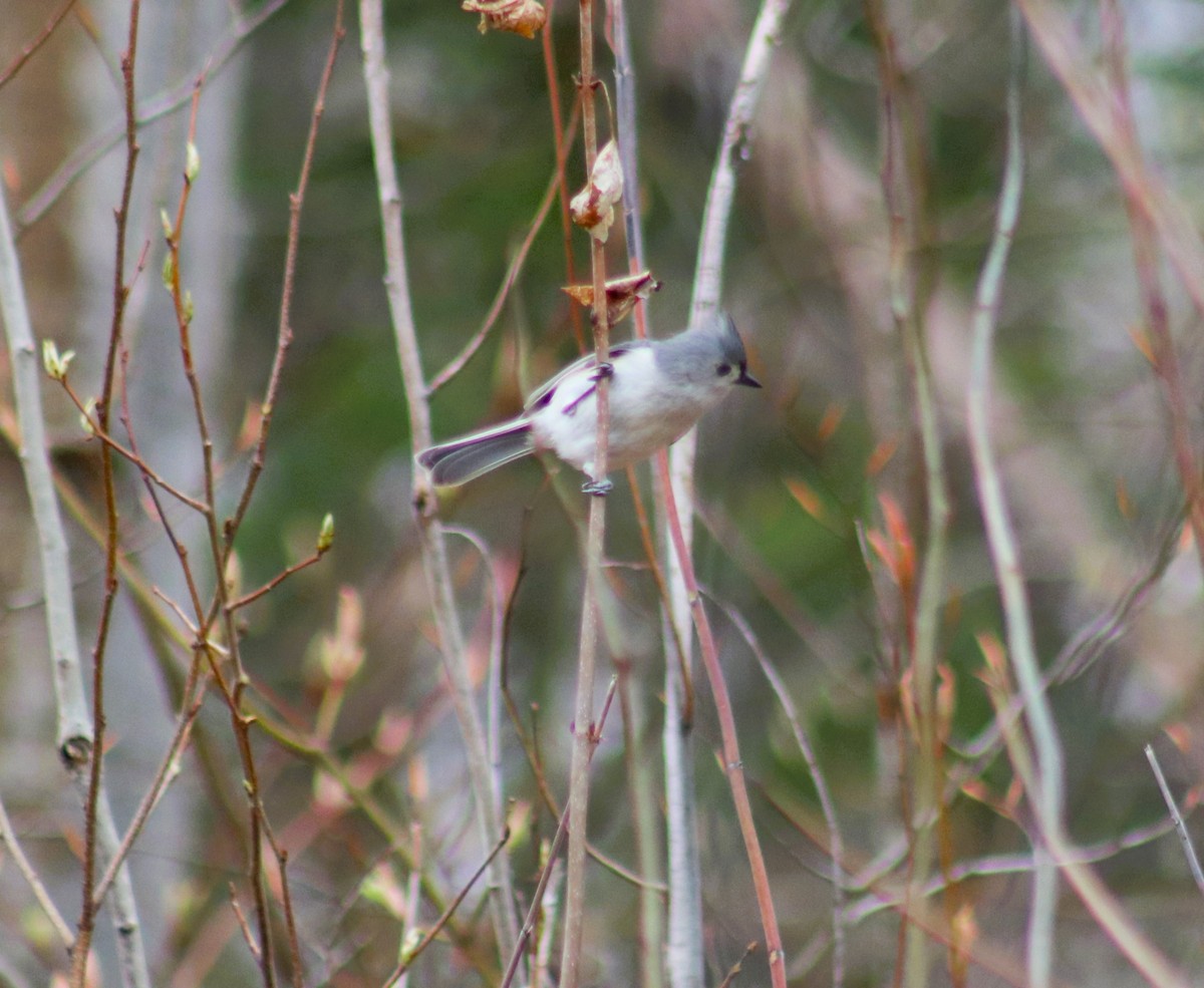 Tufted Titmouse - ML634981480