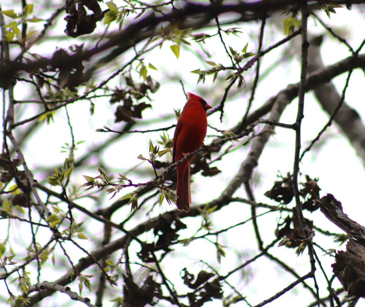 Northern Cardinal - ML634981500
