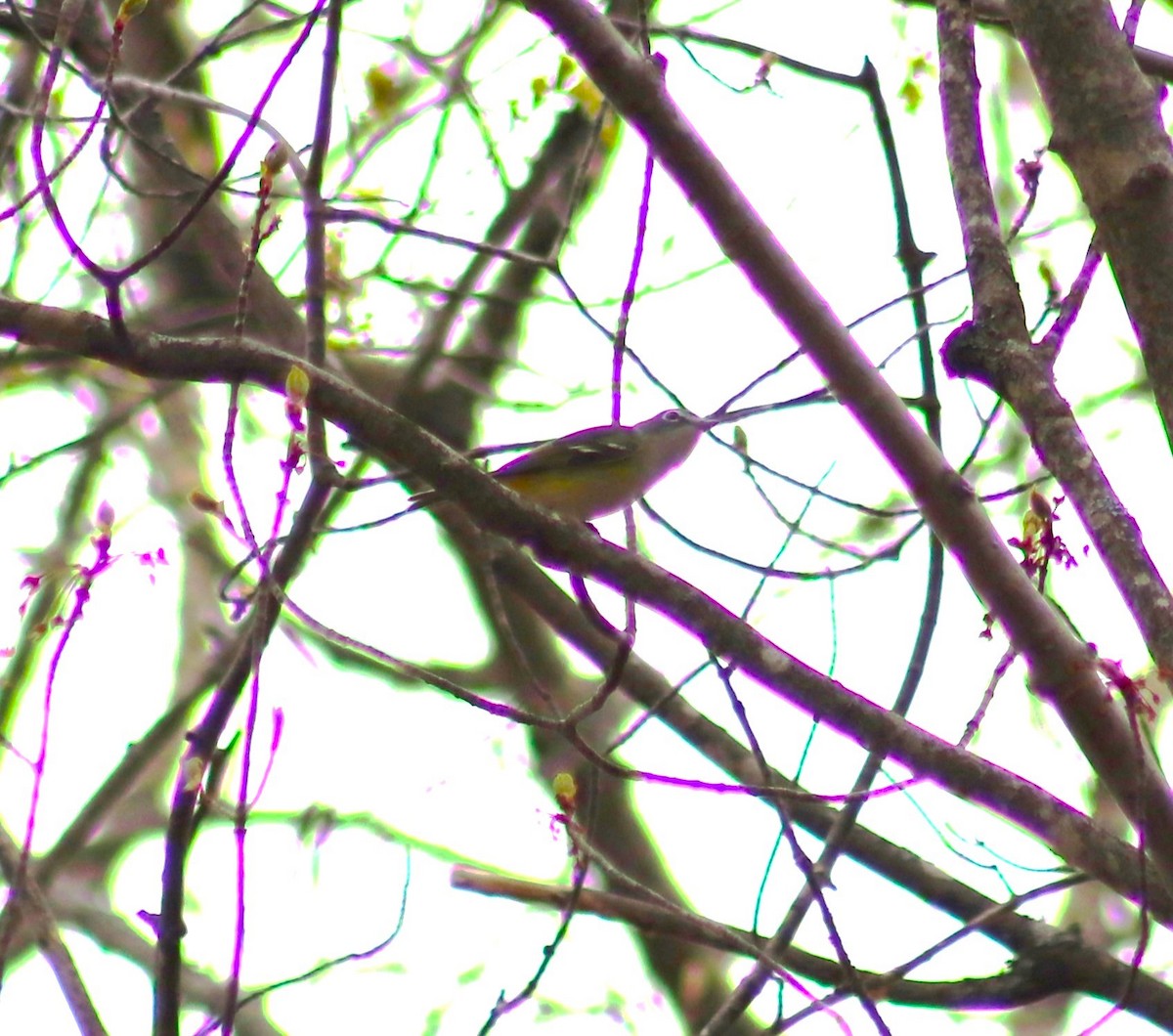 Blue-headed Vireo - ML634981559