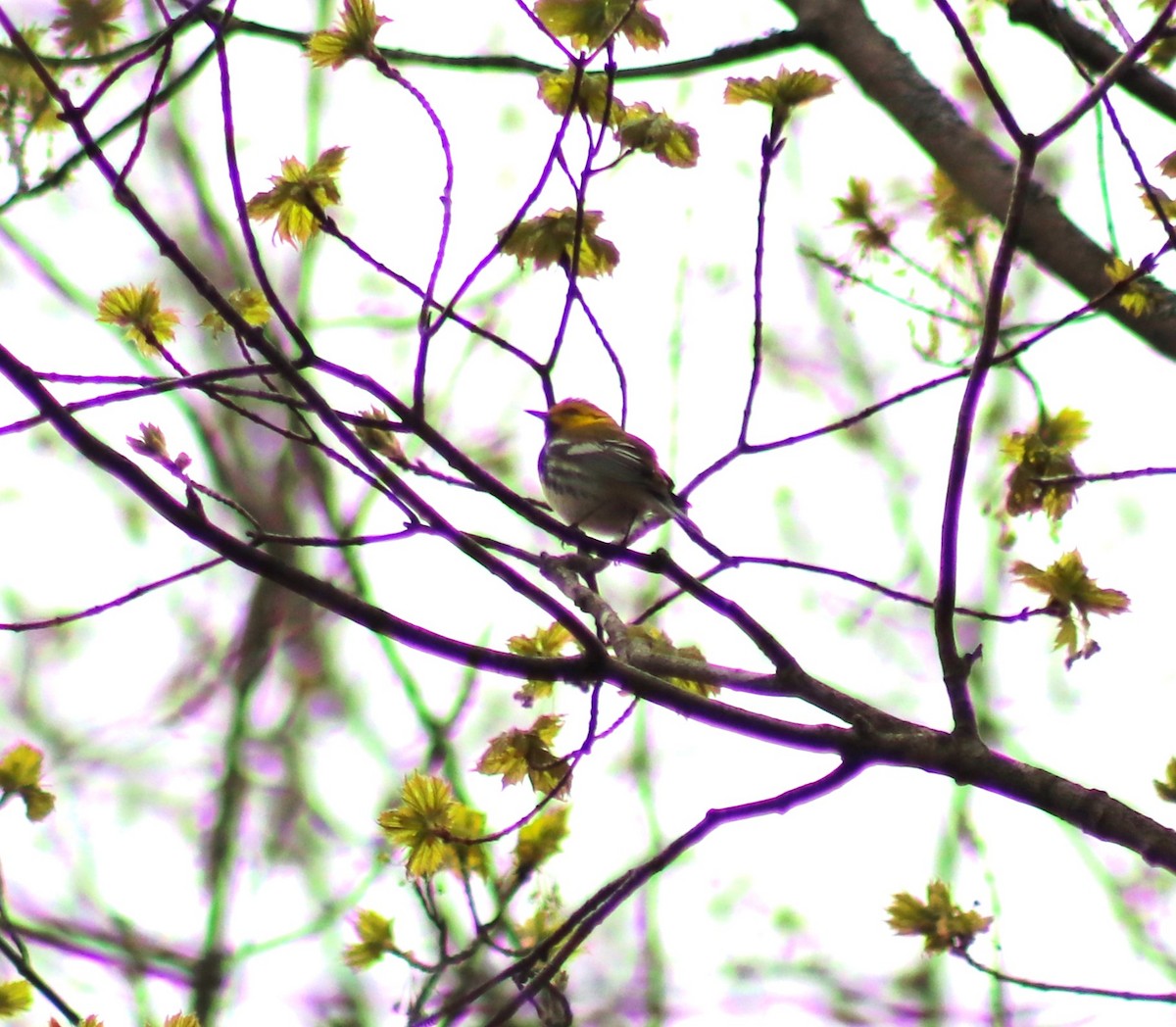 Black-throated Green Warbler - ML634981577