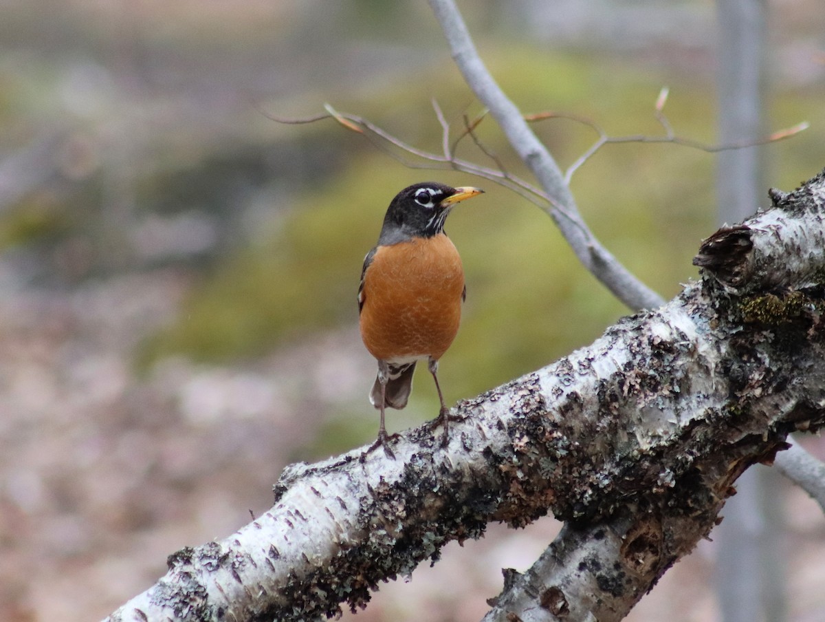 American Robin - ML634981622