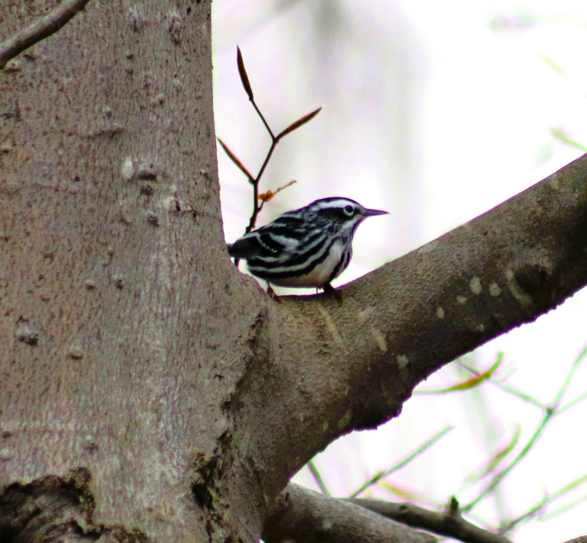 Black-and-white Warbler - ML634981732
