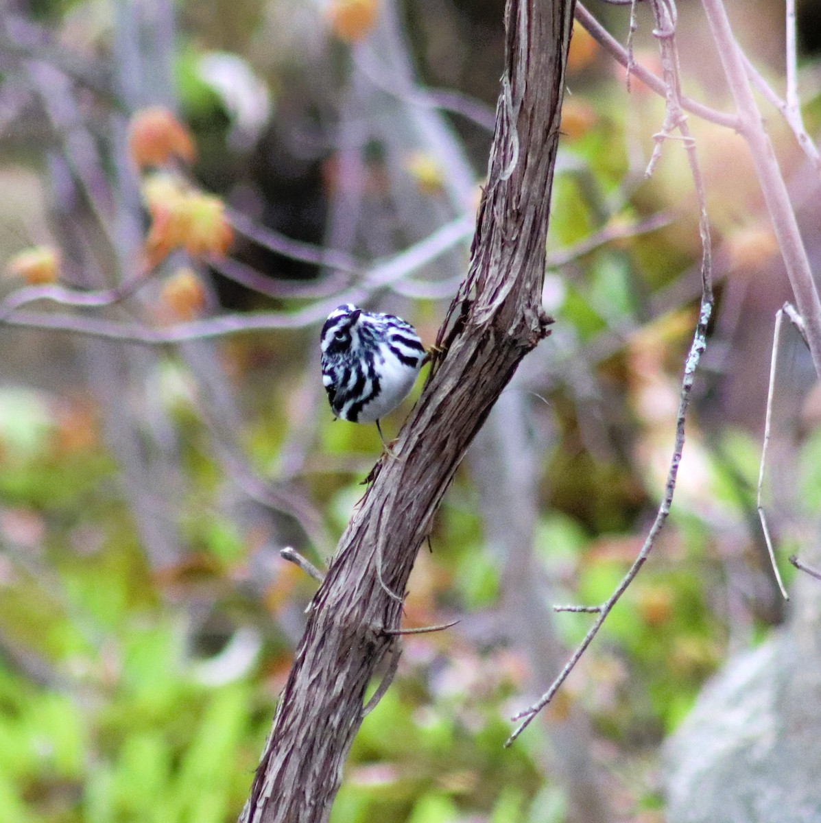 Black-and-white Warbler - ML634981734
