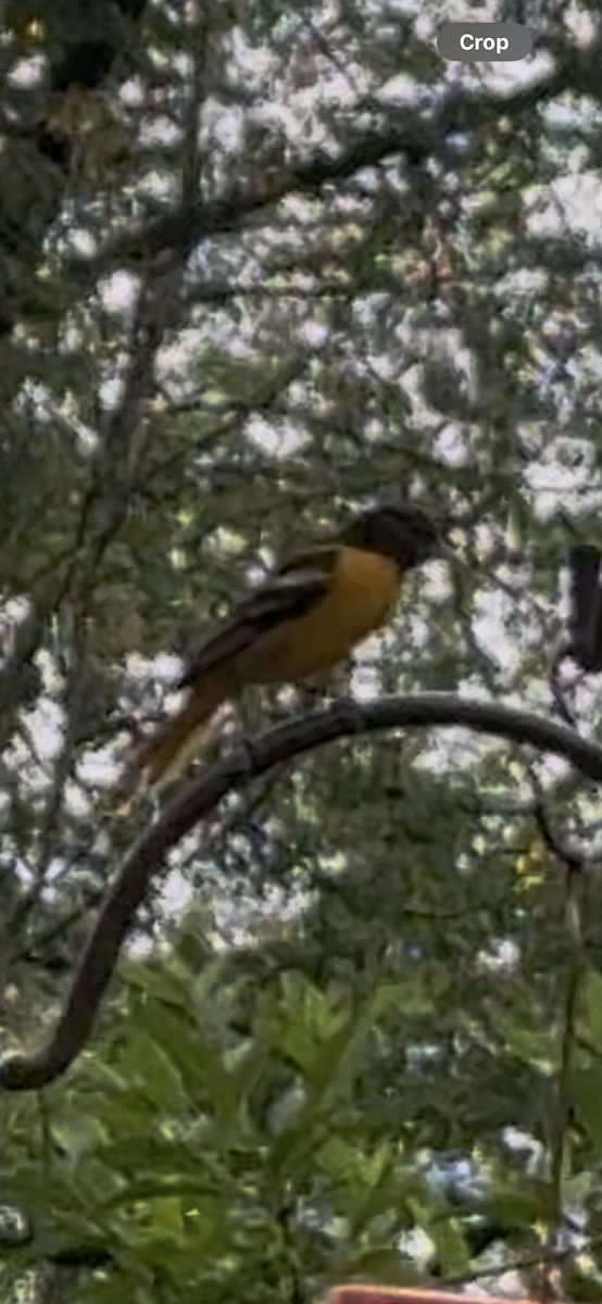 Baltimore Oriole - ML634981736