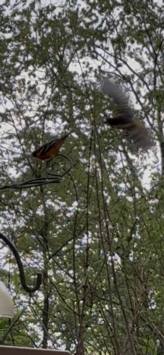 Baltimore Oriole - ML634981737