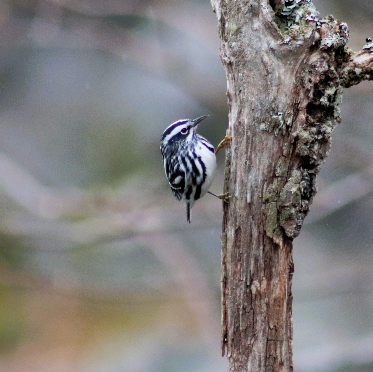 Black-and-white Warbler - ML634981800