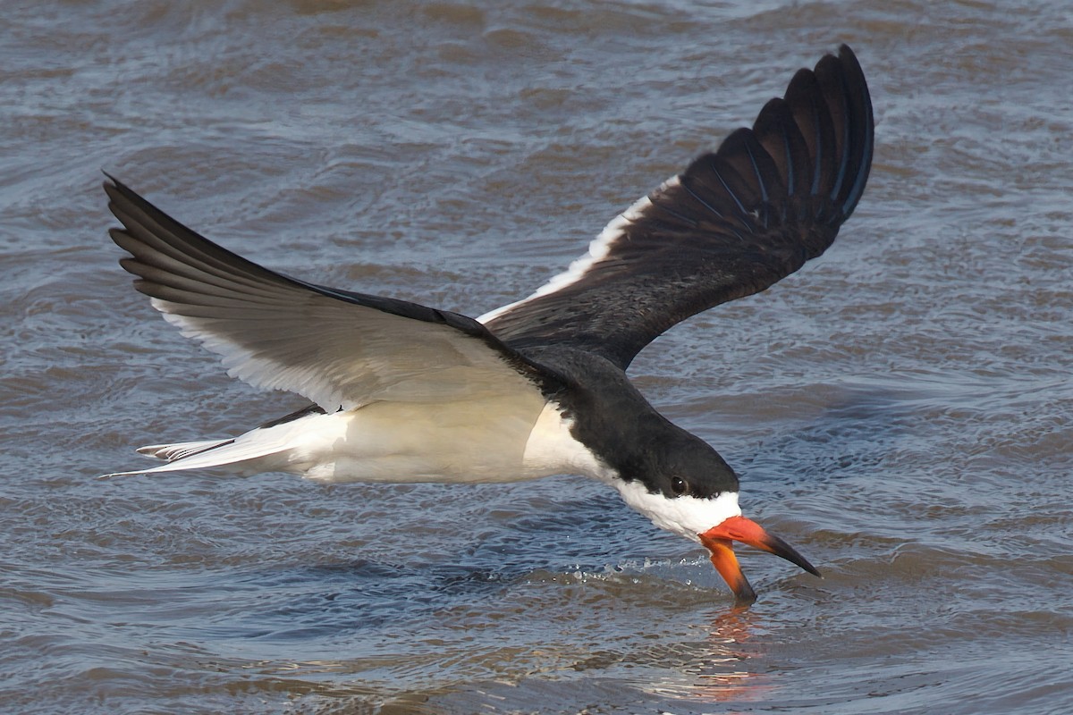 Black Skimmer - ML634981817