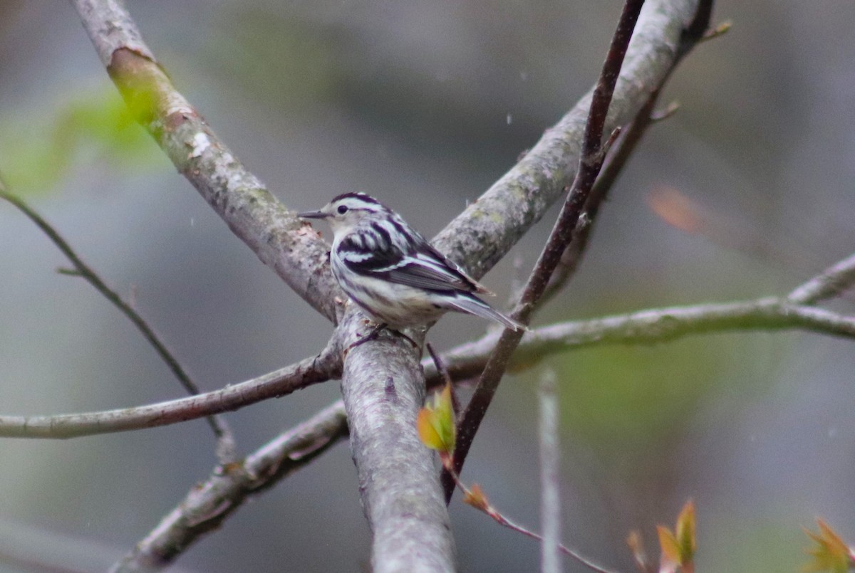 Black-and-white Warbler - ML634981822