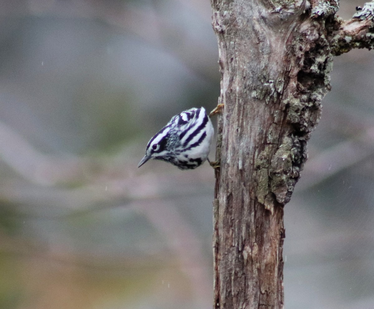 Black-and-white Warbler - ML634981860