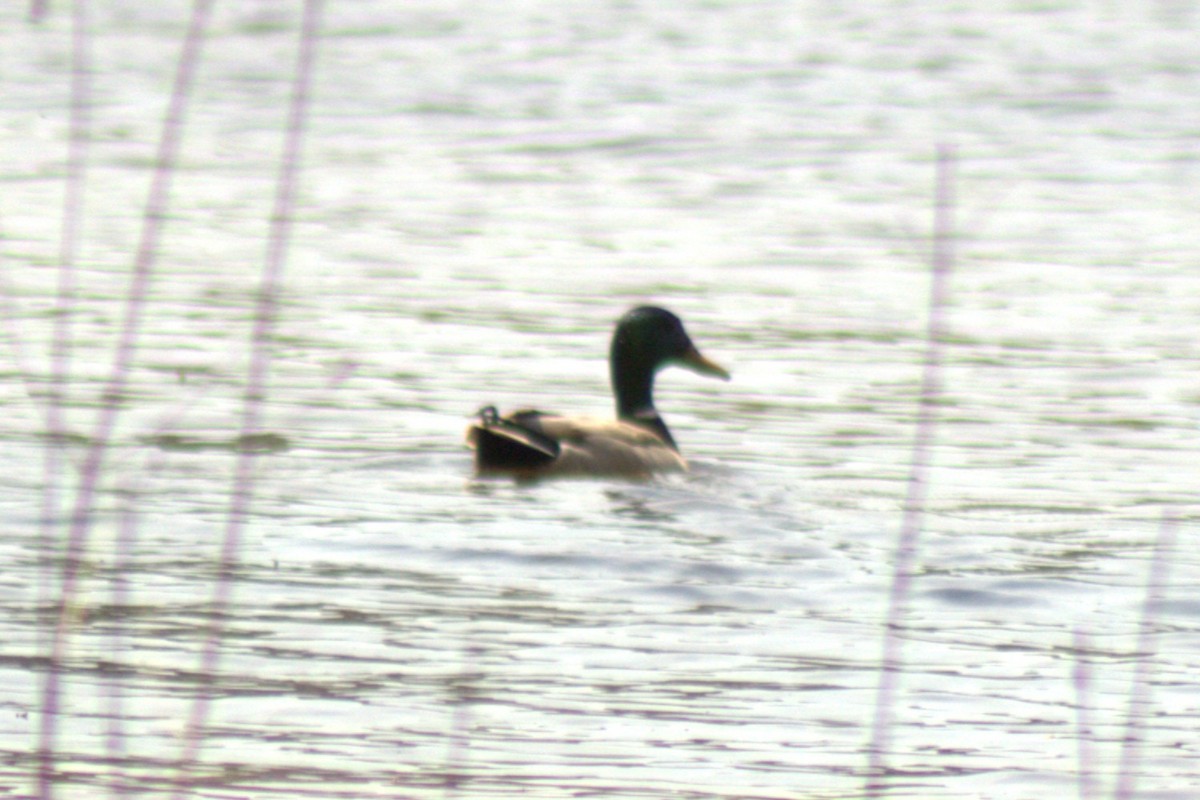 Canard colvert - ML634981998