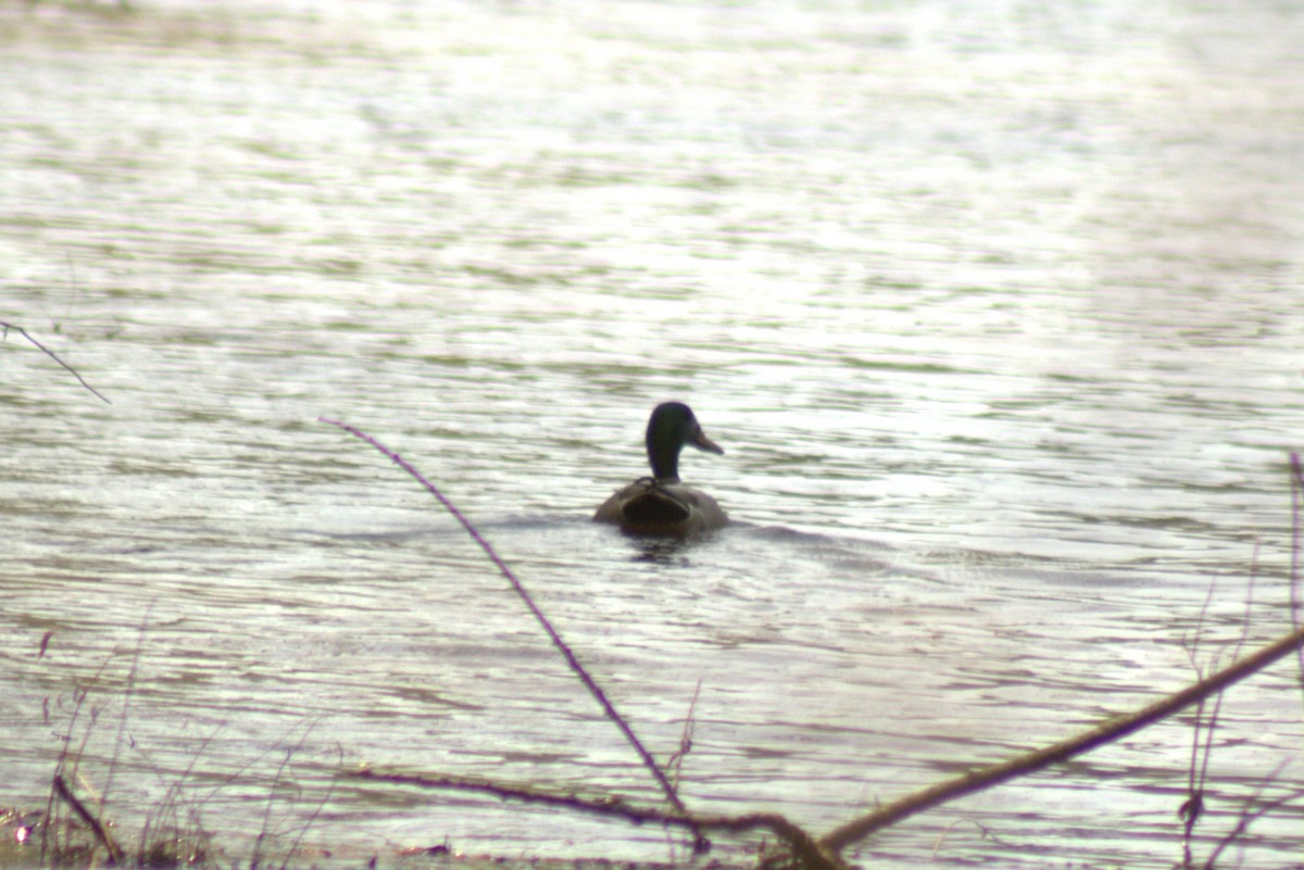 Canard colvert - ML634981999