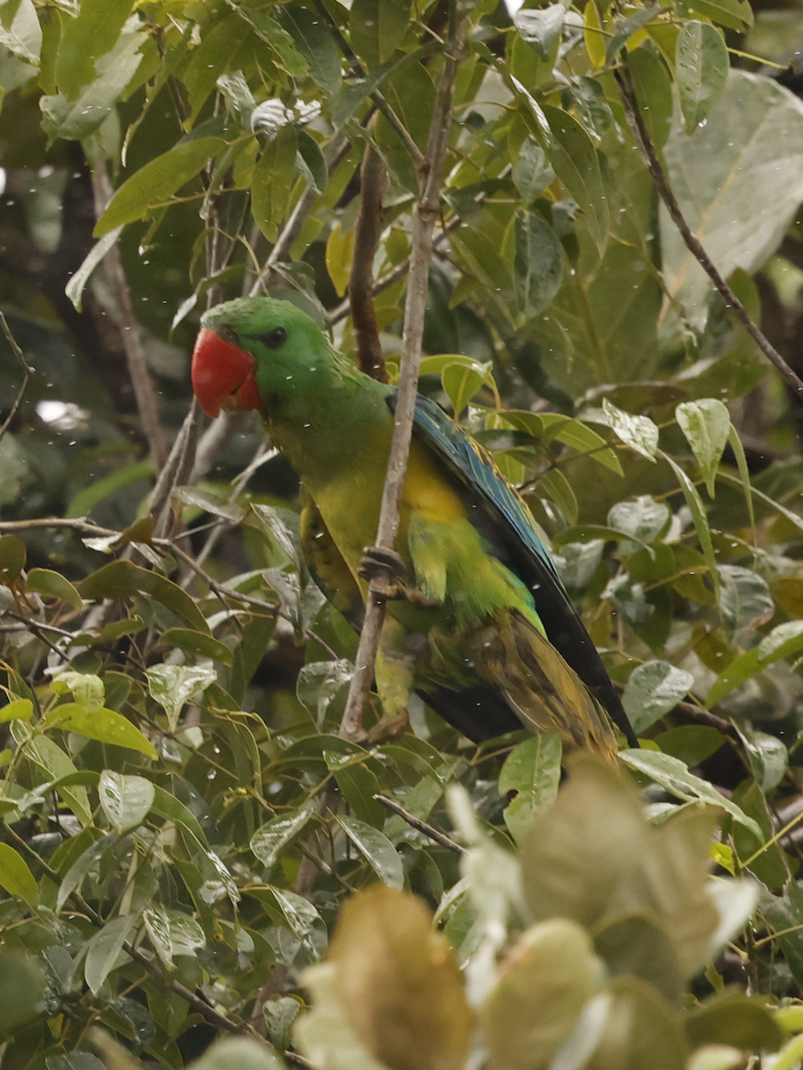 Great-billed Parrot - ML634982068