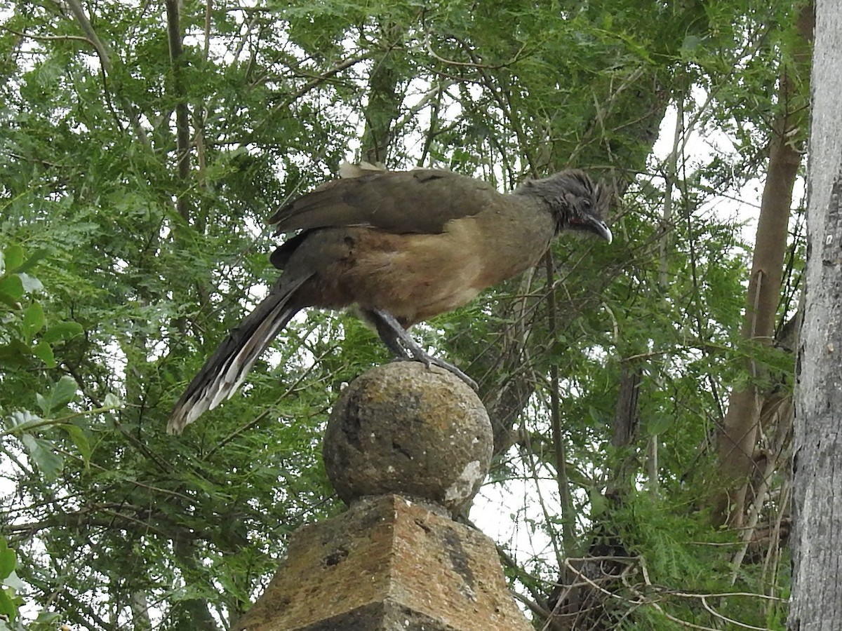 eBird Checklist - 3 May 2025 - Quinta Mazatlan WBC (LTC 063) - 35 species