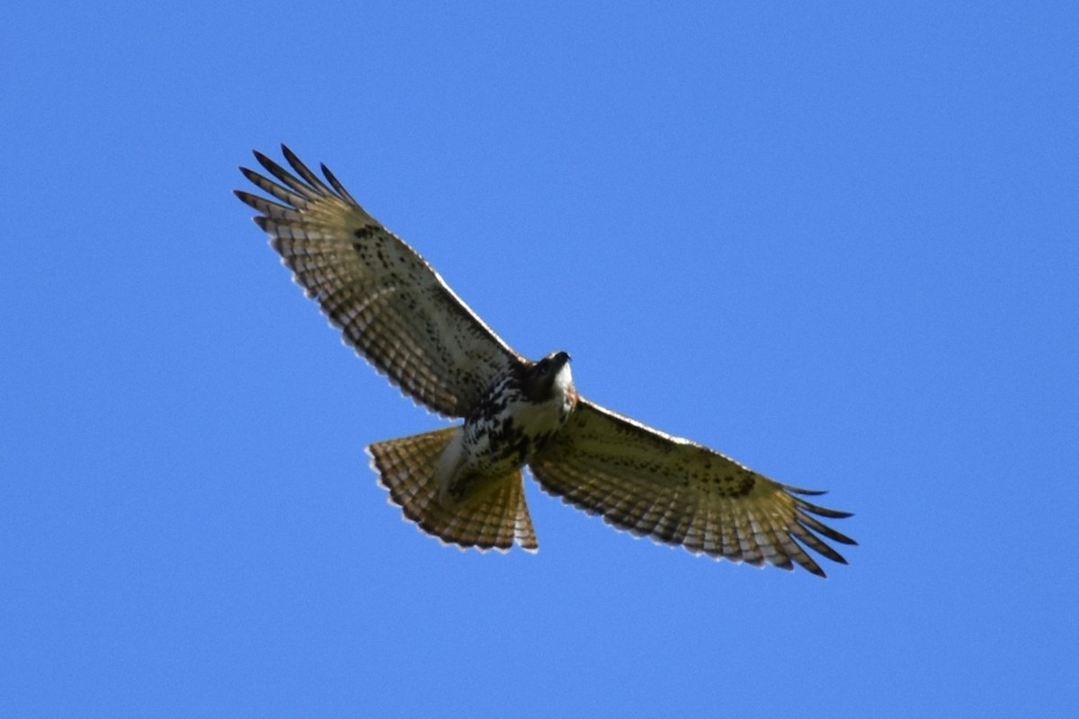 Red-tailed Hawk - ML634982214