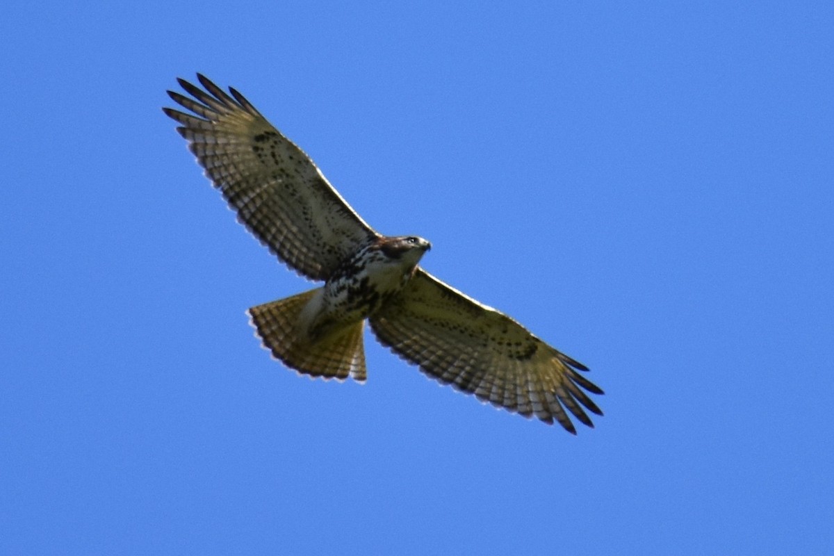 Red-tailed Hawk - ML634982215