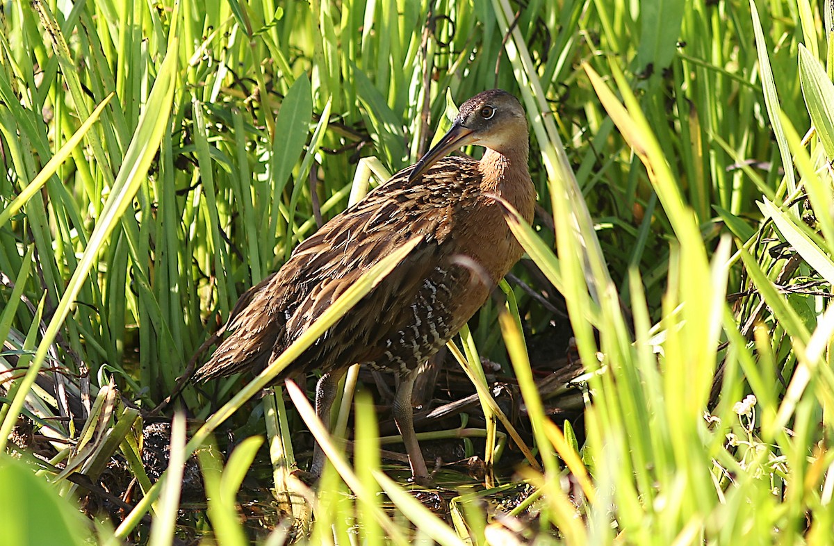 King Rail - ML634982235